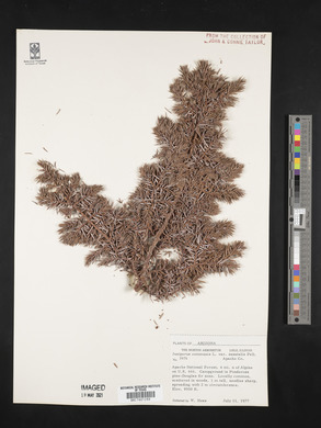 Juniperus communis var. saxatilis image