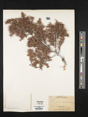 Juniperus communis var. saxatilis image