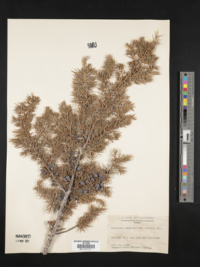 Juniperus communis var. montana image