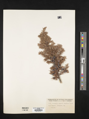 Juniperus communis var. depressa image