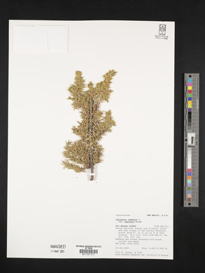 Juniperus communis var. depressa image