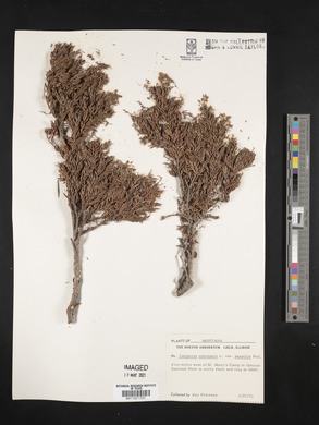 Juniperus communis var. saxatilis image
