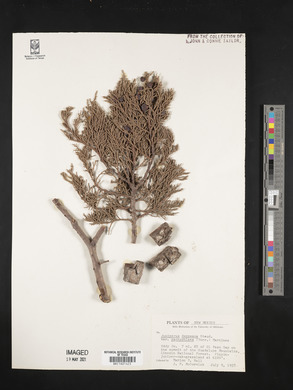 Juniperus deppeana image