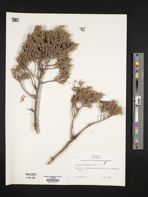 Juniperus deppeana image