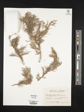 Juniperus deppeana image