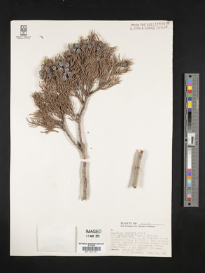 Juniperus deppeana image