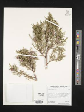 Juniperus deppeana image