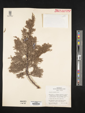 Juniperus deppeana image