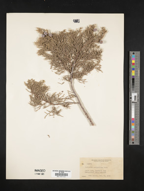 Juniperus pachyphlaea image