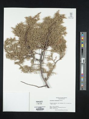 Juniperus deppeana image