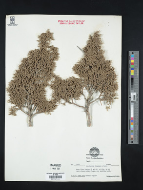 Juniperus deppeana image