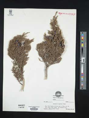 Juniperus deppeana image