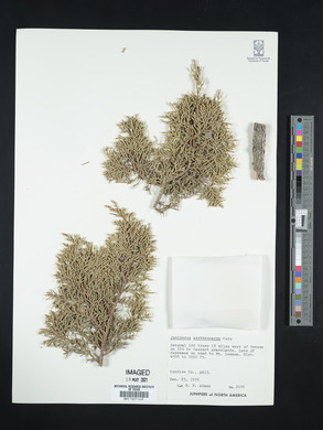 Juniperus coahuilensis image