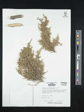 Juniperus coahuilensis image