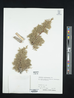 Juniperus coahuilensis image