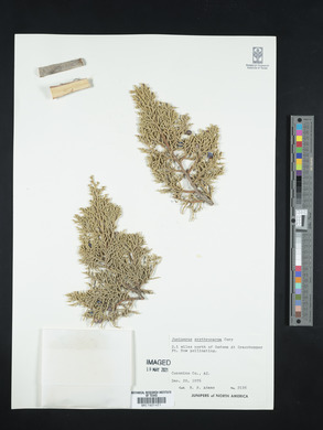 Juniperus coahuilensis image