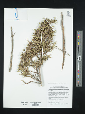 Juniperus coahuilensis image