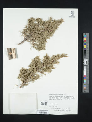 Juniperus coahuilensis image