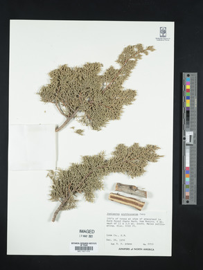 Juniperus coahuilensis image