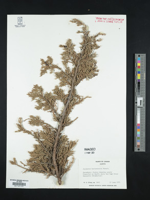 Juniperus horizontalis image