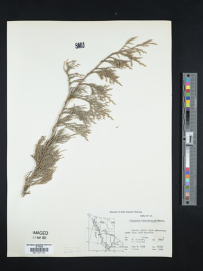 Juniperus horizontalis image