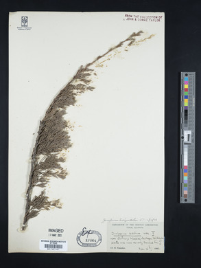 Juniperus horizontalis image