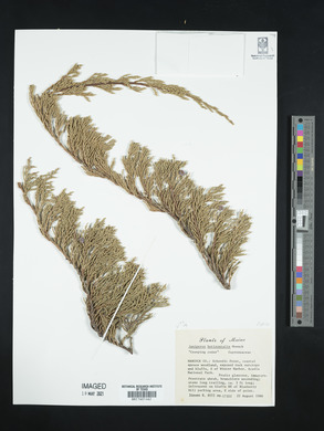 Juniperus horizontalis image