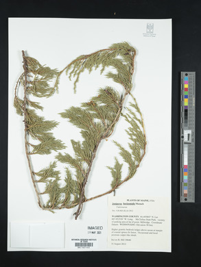 Juniperus horizontalis image