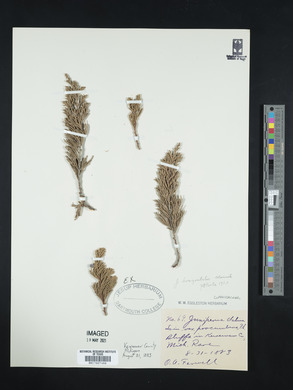 Juniperus horizontalis image
