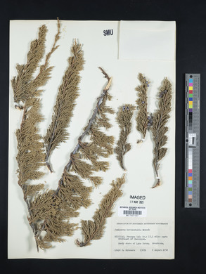 Juniperus horizontalis image