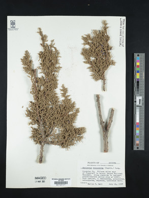 Juniperus monosperma image