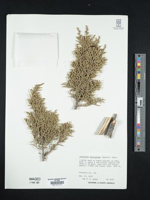 Juniperus monosperma image