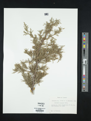 Juniperus lucayana image