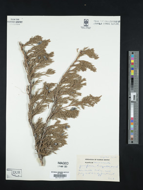 Juniperus horizontalis image