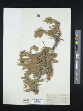 Juniperus horizontalis image