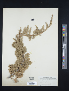 Juniperus horizontalis image