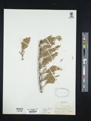 Juniperus horizontalis image