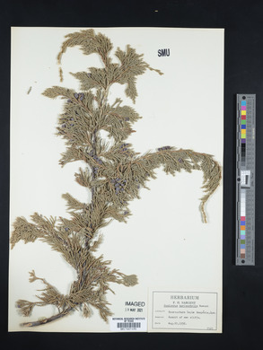 Juniperus horizontalis image