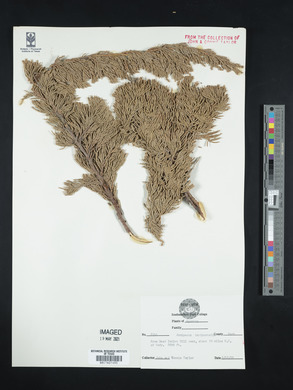 Juniperus horizontalis image