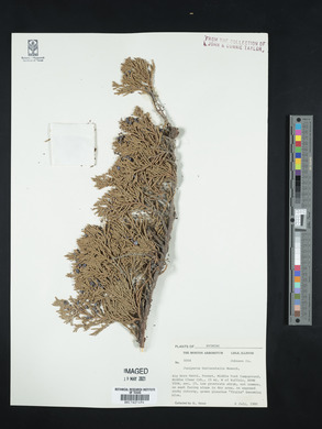 Juniperus horizontalis image