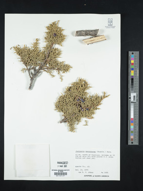 Juniperus monosperma image