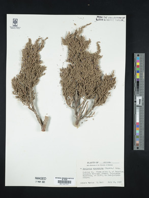 Juniperus monosperma image