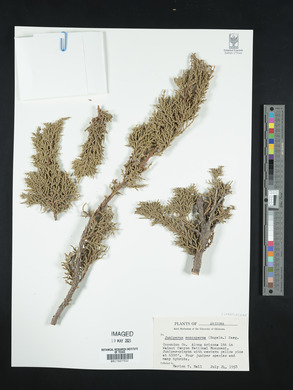 Juniperus monosperma image