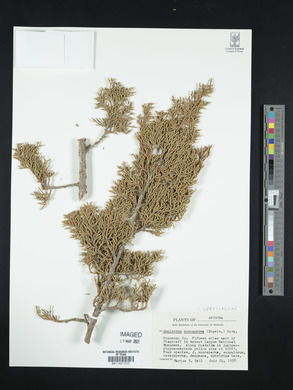 Juniperus monosperma image