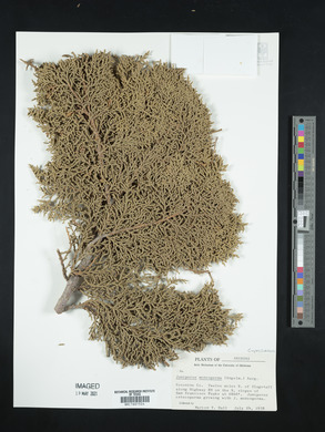 Juniperus monosperma image