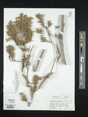 Juniperus monosperma image