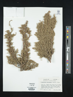 Juniperus monosperma image