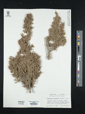 Juniperus monosperma image