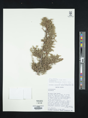 Juniperus monosperma image