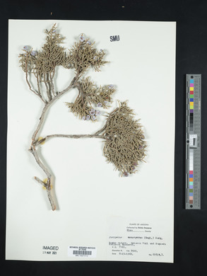 Juniperus monosperma image